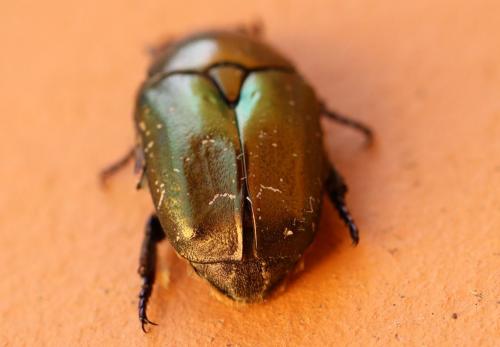 Réf. 240 760 : Potosia cuprea